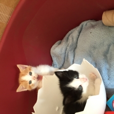 Image pour l'annonce Chatons europeens