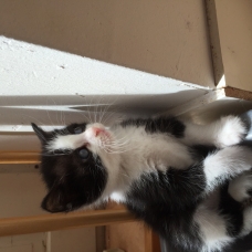 Image pour l'annonce Chatons europeens