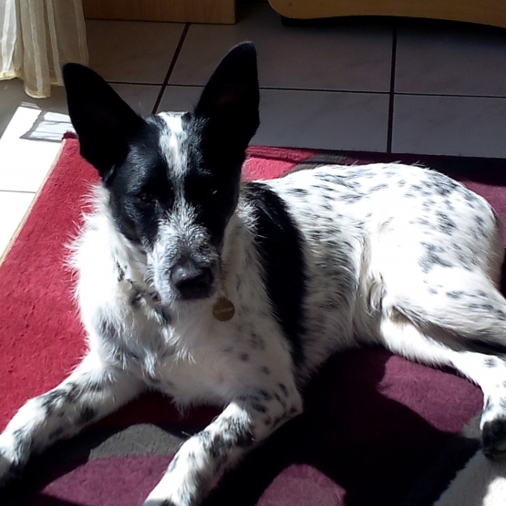 Image pour l'annonce Vends Chiot épagneul français croisé fox terrier