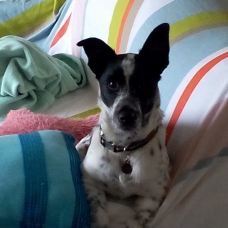 Image pour l'annonce Vends Chiot épagneul français croisé fox terrier
