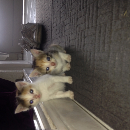 Image pour l'annonce Donne chaton