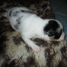Image pour l'annonce a reserver chiots chihuahua fac reg de 3 a 10 mois