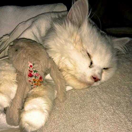 Image pour l'annonce Recherche à adopter petit chaton