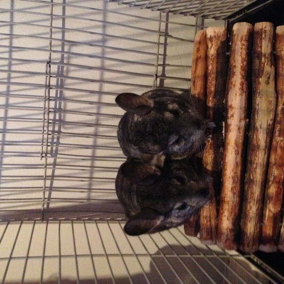 Image pour l'annonce Chinchillas