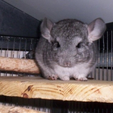 Image pour l'annonce Chinchillas