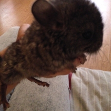 Image pour l'annonce Chinchillas