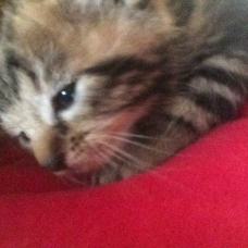 Image pour l'annonce 4 chatons cherchent propriétaires