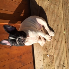Image pour l'annonce Femelle Bouledogue français Couleur Caille