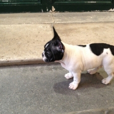 Image pour l'annonce Femelle Bouledogue français Couleur Caille