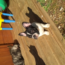 Image pour l'annonce Femelle Bouledogue français Couleur Caille