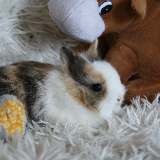 Image pour l'annonce Lapin nain