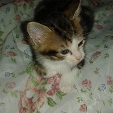 Image pour l'annonce Donne adorable chaton