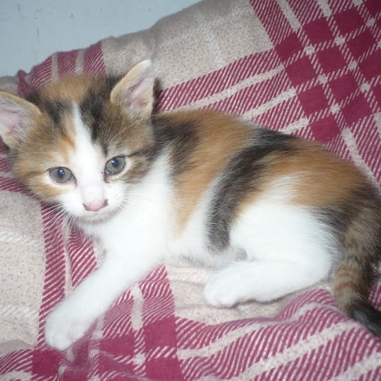 Image pour l'annonce vends chatons femelles tricolores