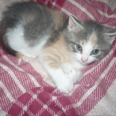 Image pour l'annonce vends chatons femelles tricolores