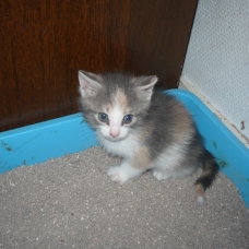 Image pour l'annonce vends chatons femelles tricolores