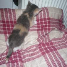 Image pour l'annonce vends chatons femelles tricolores
