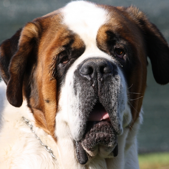 Image pour l'annonce Chiots Saint Bernard LOF poil court