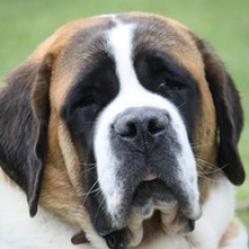 Image pour l'annonce Chiots Saint Bernard LOF poil court