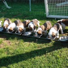 Image pour l'annonce Chiots Saint Bernard LOF poil court