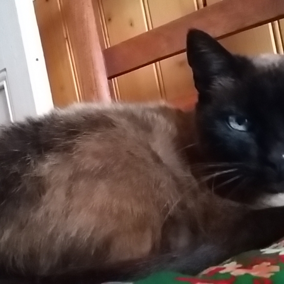 Image pour l'annonce chatte stérilisée type siamois recherche foyer et bon soins