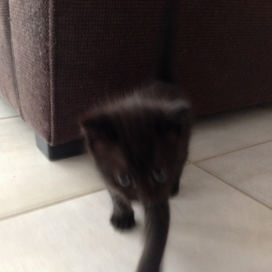 Image pour l'annonce Donne 4 chatons