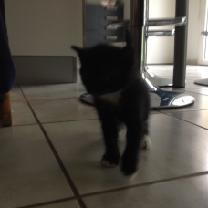 Image pour l'annonce Donne 4 chatons