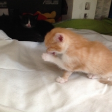 Image pour l'annonce Donne 4 chatons