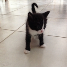 Image pour l'annonce Donne 4 chatons