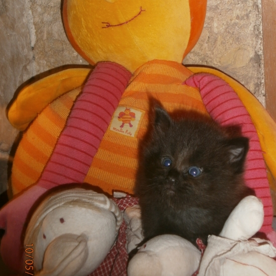 Image pour l'annonce Chatons maine coonnon loof