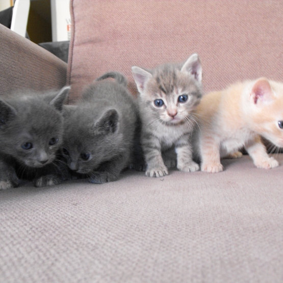Image pour l'annonce Chatons