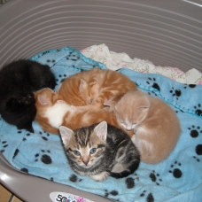 Image pour l'annonce Don de chatons.