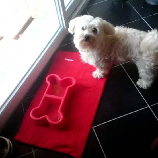 Image pour l'annonce bichon maltais recherche femelle pour saillie