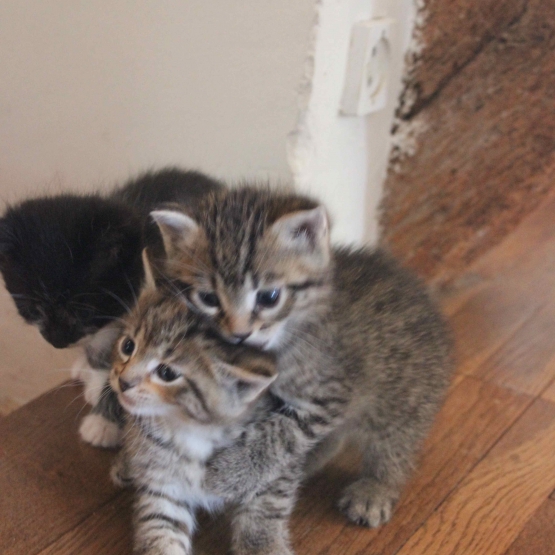 Donne chatons contre bon soin Oise (60) GRATUIT sur