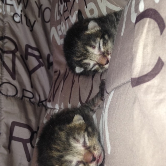 Image pour l'annonce donne chatons