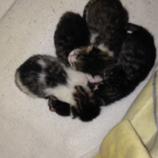 Image pour l'annonce donne chatons