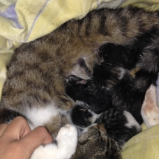 Image pour l'annonce donne chatons
