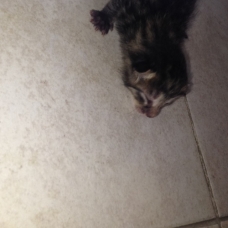 Image pour l'annonce donne chatons