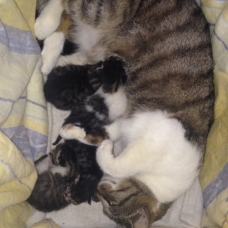 Image pour l'annonce donne chatons