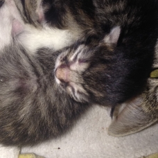 Image pour l'annonce donne chatons