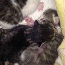 Image pour l'annonce donne chatons