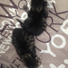 Image pour l'annonce donne chatons