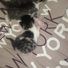 Image pour l'annonce donne chatons