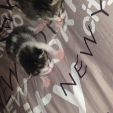 Image pour l'annonce donne chatons