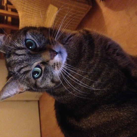 Image pour l'annonce Donne adorable chat tigré!