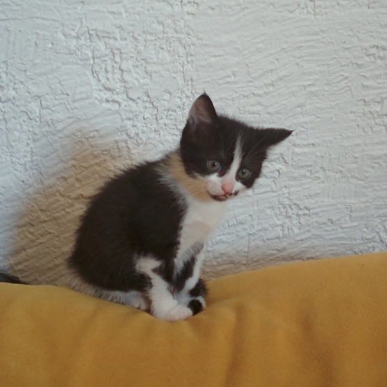 Image pour l'annonce adorable chaton femelle à adopter