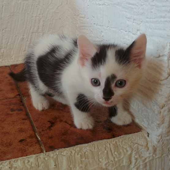 Image pour l'annonce gentil chaton mâle à adopter