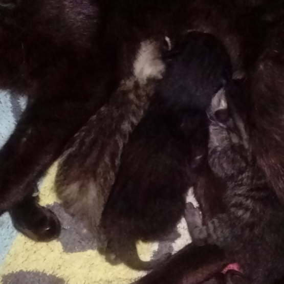 Image pour l'annonce donne chatons