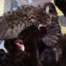 Image pour l'annonce donne chatons