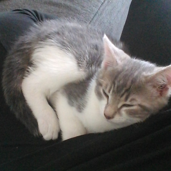 Image pour l'annonce Donne chaton