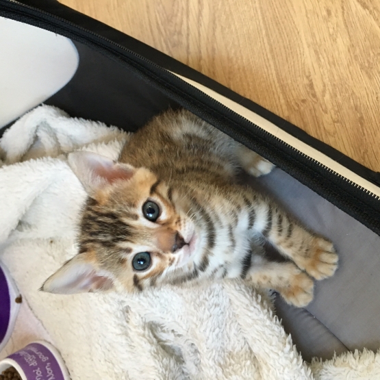 Image pour l'annonce chaton Bengal femelle LOOF